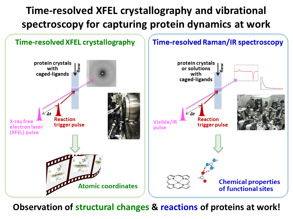 Time-resolved XFEL crystallography and vibrational spectroscopy for capturing protein dynamics at work