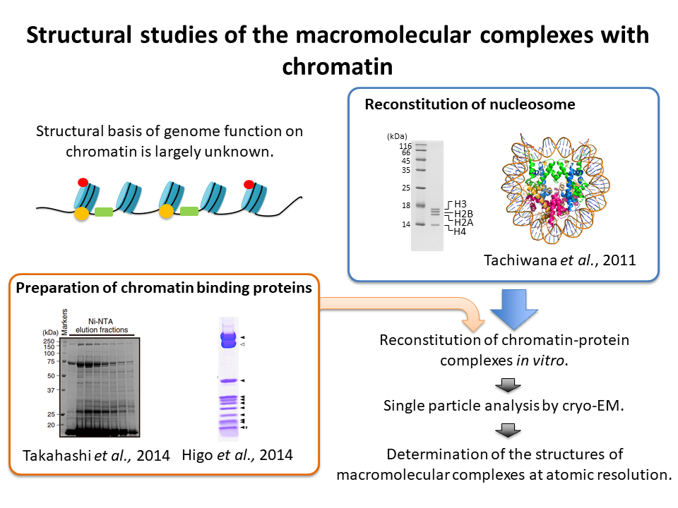 Structural studies of the macromolecular complexes with chromatin
