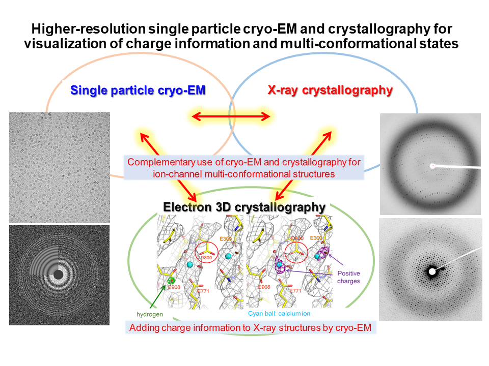 High-resolution single particle cryo-EM and crystallography of membrane protein complexes
