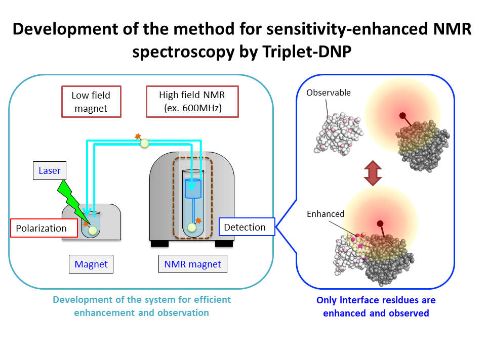 Development of the method for sensitivity-enhanced NMR spectroscopy by Triplet-DNP