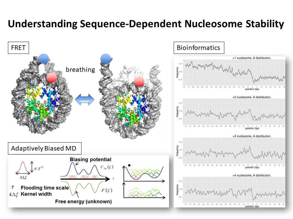 Understanding Sequence-Dependent Nucleosome Stability