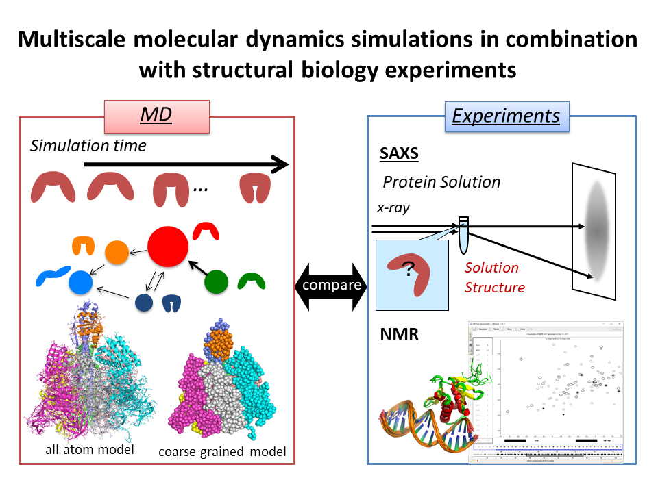 Multiscale molecular dynamics simulations in combination with structural biology experiments